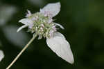 Loomis' mountainmint